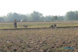 KEKERINGAN: 405 Hektare Sawah di Sragen Terancam Puso