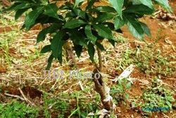 Program Ubi Kayu 100 Hektare Menunggu Hujan