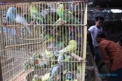 Kios Tak Dikunci, Penjual di Sleman Kehilangan Puluhan Burung Senilai Rp12 Juta