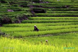 IPB Luncurkan 5 Varietas Padi Unggul