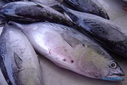 Sekali Melaut, Kapal KUB Bantul Purse Seine I Tangkap 3,4 Ton Ikan