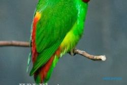 SISI LAIN PON XVIII: Jadi Maskot, Burung Serindit Mendadak Terkenal di Pasar Hewan