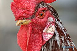 Kemarau Ancam Peternakan Ayam di Sentolo