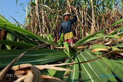 Swasembada Gula, Batang Siapkan 64,7 Hektare Lahan untuk Tanaman Tebu