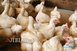 Dua Hari, Ratusan Ayam Mati Mendadak