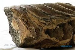 WOW! Fosil Gigi Mammoth Berusia Ribuan Tahun Ditemukan di California
