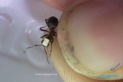 Ilmuwan Ciptakan Alat Pelacak Semut