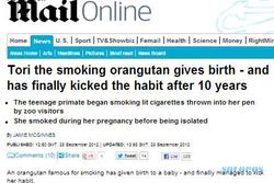 Koran Inggris pun Soroti Kelahiran Bayi Si Tori