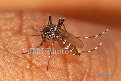 Dinkes Klaten Antisipasi Meluasnya Chikungunya