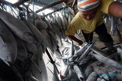 Ini Kiat Pemkab Kulonprogo Tingkatkan Produksi Ikan Budi Daya