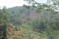  Populasi Kera di Gunung Kelir Meningkat, Warga Resah