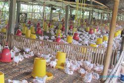 KESEHATAN LINGKUNGAN : Warga 2 Desa di Sragen Protes Limbah Kandang Ayam