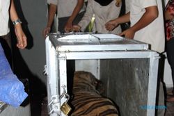 Harimau Mati Saat Diangkut, Kemenhut Minta Tanggung Jawab Garuda