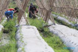 Agribisnis 97 Desa di Klaten Bakal Dikembangkan  