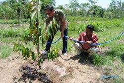 CSR PERTAMINA: 2.800 Pohon Durian Ditanam di Desa Karanganyar