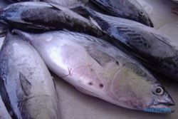 Hasilkan 18 Juta Ton, Produksi Ikan Sleman Naik 26%