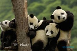 PELESTARIAN SATWA : Populasi Panda di Tiongkok Naik Pesat