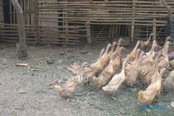   FLU BURUNG: Tidak Ada Lagi Bebek di Desa Semin