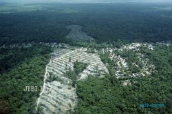 Aduh, Otonomi Daerah Percepat Kerusakan Hutan
