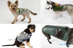 Wow! Para Anjing pun Bergaya dengan Mode Terbaru