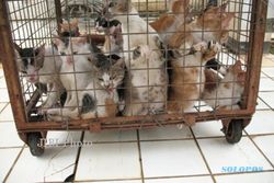 Dinas Peternakan Jakut Ciduk 424 Ekor Kucing Liar