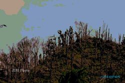 PENGHIJAUAN: Lahan Kritis di Musuk Jadi Target Lokasi Penanaman Pohon