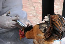 FLU BURUNG : 14 Peneliti Unair Teliti Flu Burung di Lamongan dan Banyuwangi