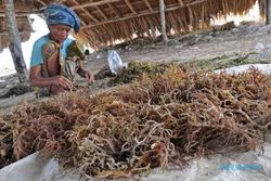 LARANGAN EKSPOR : Ekspor Rumput Laut Mentah Dilarang!