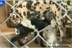 Anjing Dalmatian Susui Kambing
