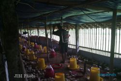 WASPADAI FLU BURUNG: Ratusan Ayam Juga Mati Mendadak di Selomartani
