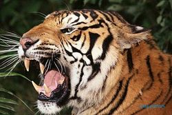 Wisata Harimau di Rajasthan Kembali Dibuka