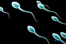 Panjang Sperma Pengaruhi Kesuburan Pria