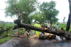 HUJAN DAN ANGIN KENCANG: Warga Wates Masih Khawatir Pohon Tumbang 