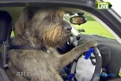   Wow! Anjing Kini Bisa Latihan Nyetir Mobil