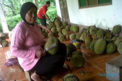 Nikmatnya Berburu Durian di Kampung Durian, Klaten
