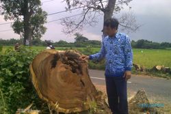 Cegah Kecelakaan, UPTD PU Tebang Pohon Rawan Tumbang