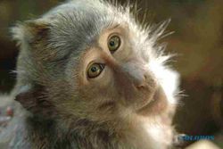 Monyet Ekor Panjang Kembali Mengamuk di Gunungkidul