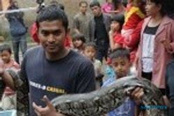 Iiiii...Ular Sanca 4 Meter Ditemukan di Kampung Melayu Pascabanjir