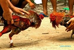 PERJUDIAN SLEMAN : Sabung Ayam Digrebek, 12 Orang Ditangkap