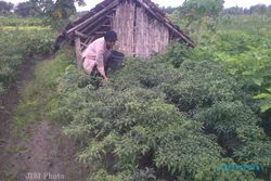  Petani Cabai di Pedan Keluhkan Serangan Jamur