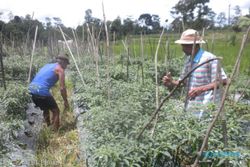  PETANI CABAI PERIKSA TANAMAN 