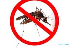 PENCEGAHAN DBD : Pelepasan Nyamuk Ber-Wolbachia Diperluas