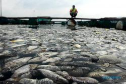 DAMPAK LETUSAN KELUD : Ratusan Ribu Ikan di Gunungkidul Mati