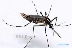  Chikungunya Serang 20 Warga Paranggupito