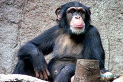 Oalah, Simpanse Betina Ini Kecanduan Film Porno