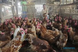 BANJIR JAKARTA : Permintaan Ayam dari Jakarta Merosot, Pedagang Pasar Silir Sambat