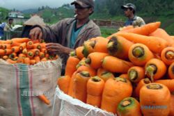  Produktivitas Tanaman Sayuran di Selo Anjlok