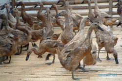 Pesisir Selatan Kulonprogo Rawan Flu Burung 