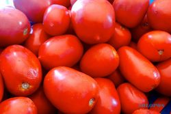 Harga Tomat Tembus Rp12.000