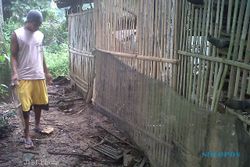   Diduga Diterkam Anjing Liar, Ratusan Ayam di Klaten Mati 